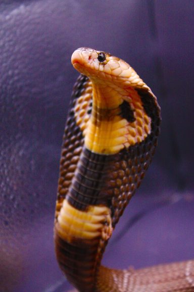 venomous snakes at the reptile zone