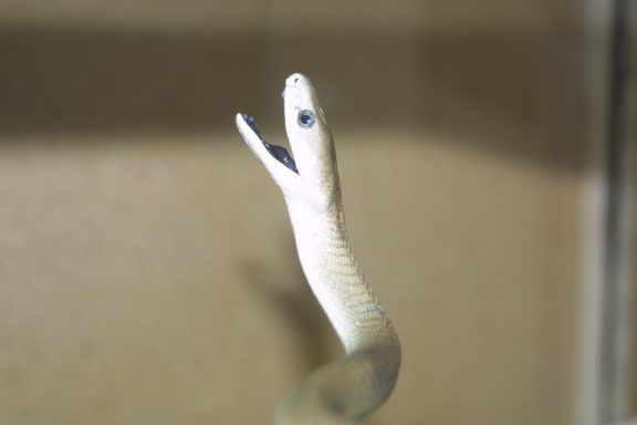 Our husbandry course at the Reptile Zone