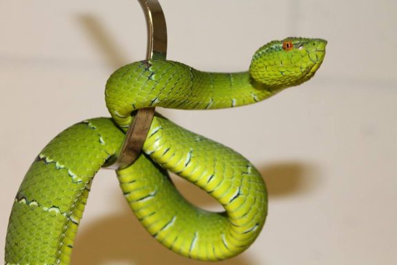 venomous snakes at the reptile zone