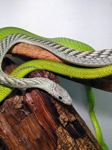venomous snakes at the reptile zone
