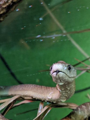 venomous snakes at the reptile zone