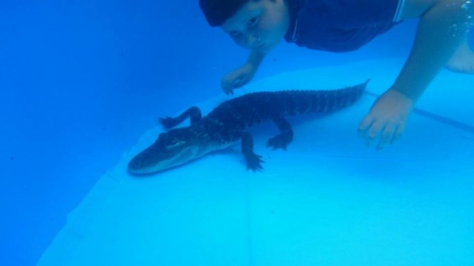 swimming with crocs