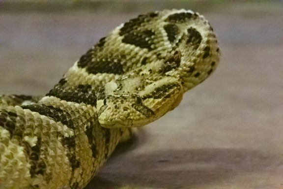 venomous snakes at the reptile zone