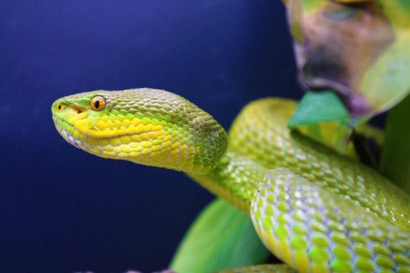venomous snakes at the reptile zone