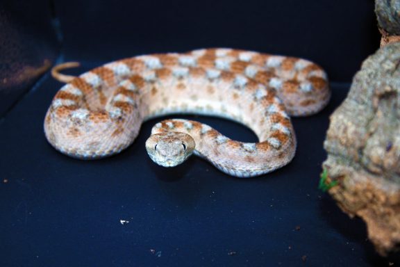 venomous snakes at the reptile zone