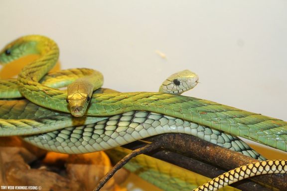 venomous snakes at the reptile zone